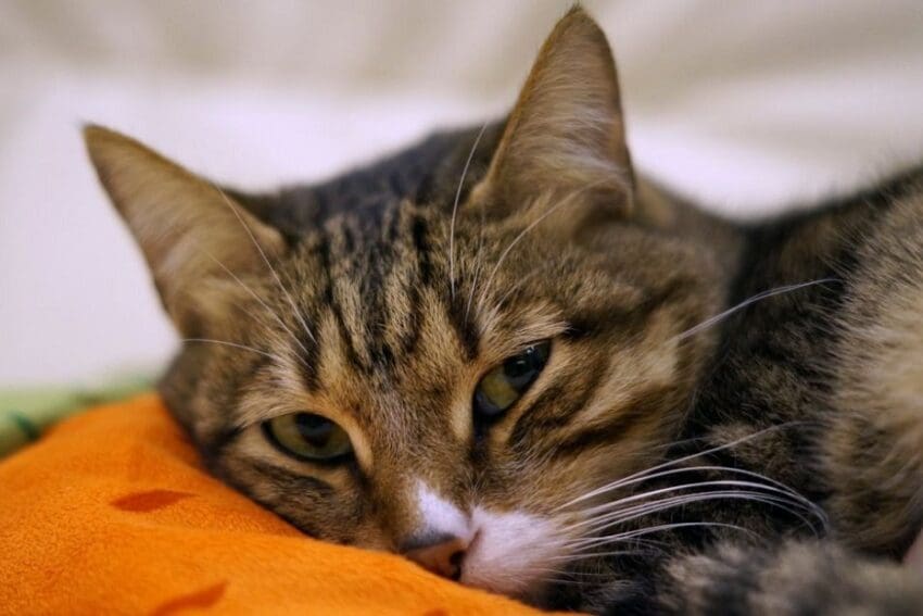 How to Tell If a Cat Is in Pain: Recognizing the Signs