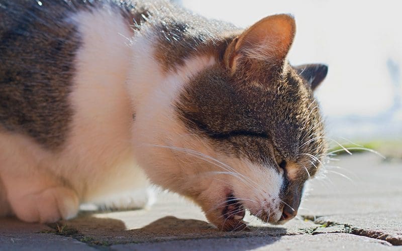 not feeling well cat