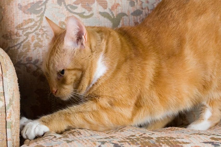 How to Stop Cats from Scratching Furniture: 5 Easy Methods 1 How to Stop Cats from Scratching Furniture: 5 Easy Methods