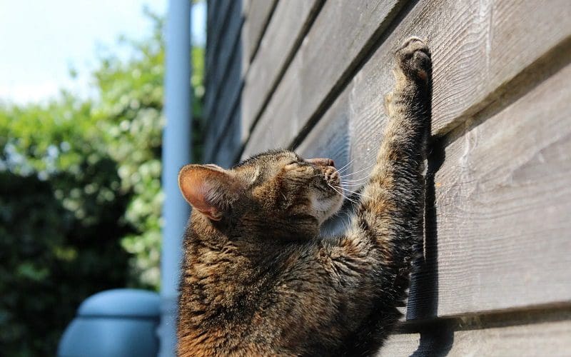 How to Stop Cats from Scratching Furniture: 5 Easy Methods 2 kitten scratching wall