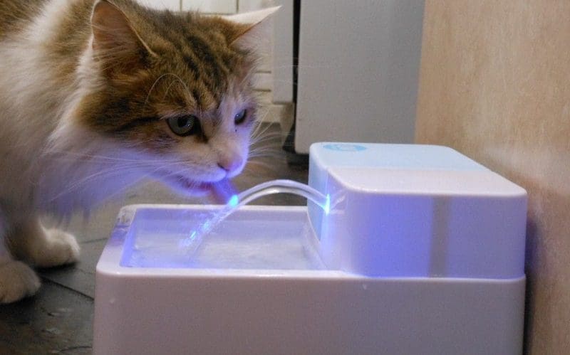 cat drinking water from water fountain