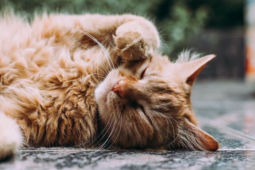 How to Get Rid of Cat Fleas: A Complete Guide