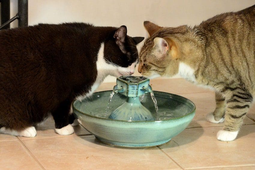 The Best Cat Water Fountains and Why You Need One