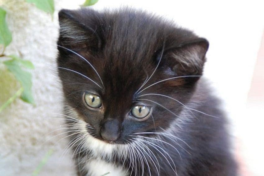 9 Tips for the First 30 Days After Adopting a Cat: What You Need to Know