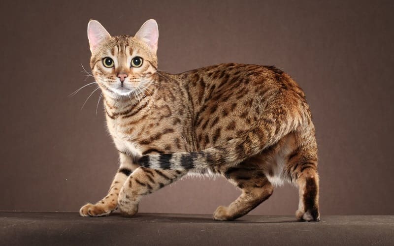 Ocicat cat breed