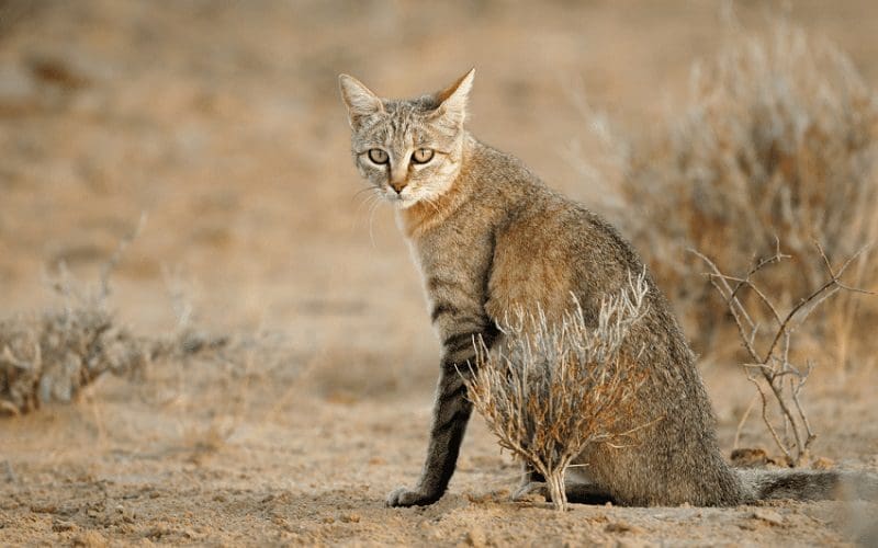 cat in africa