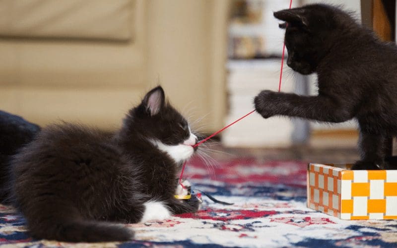 225 Brother and Sister Cat Names for Feline Siblings 1 sibling cats playing