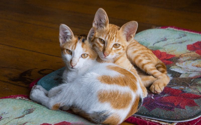 225 Brother and Sister Cat Names for Feline Siblings 2 cute sibling cats