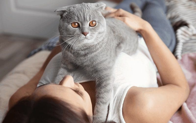 cat showing affection