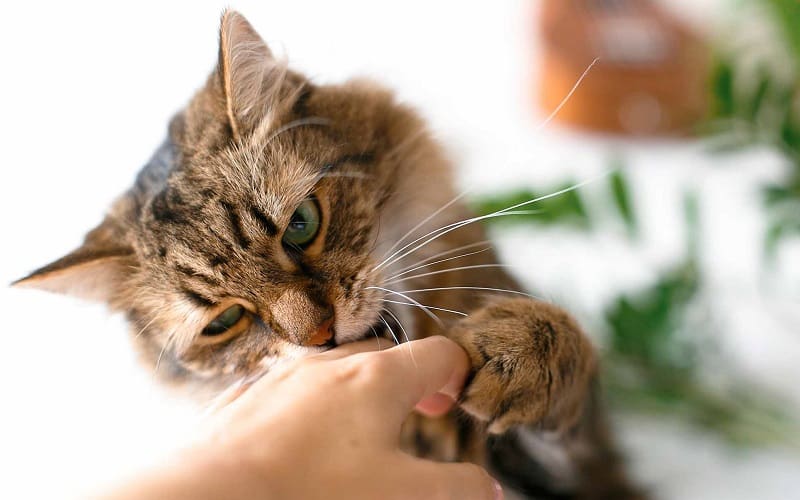 cat biting