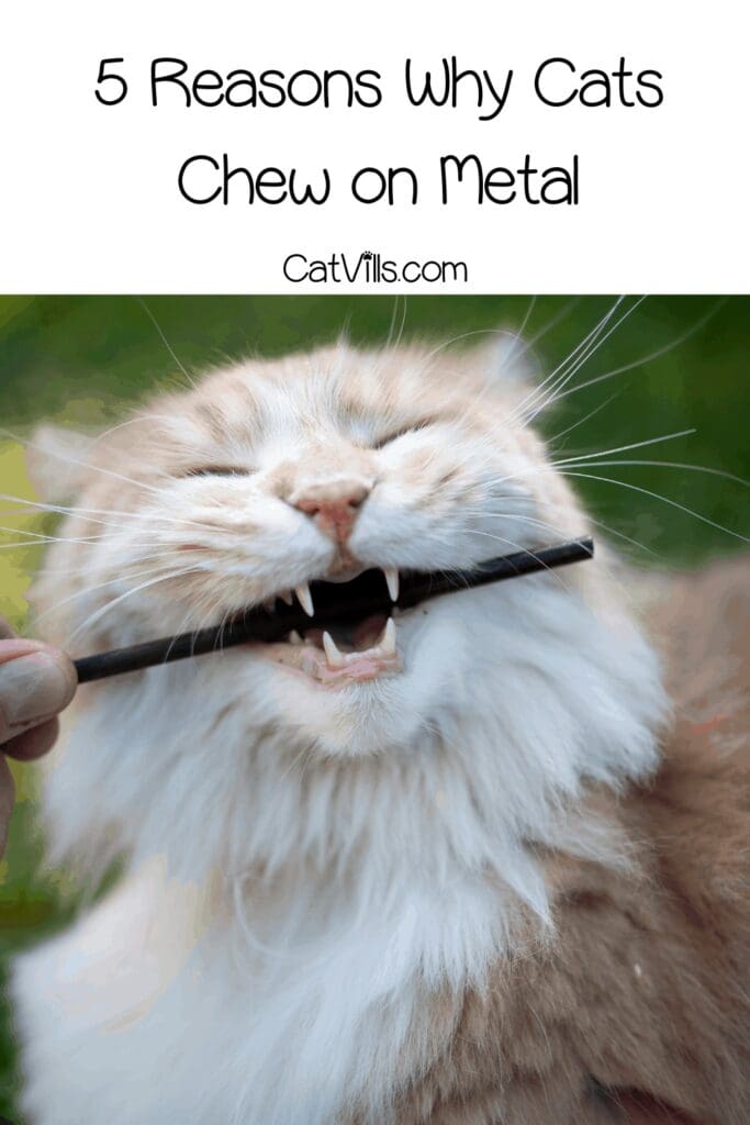 5 Reasons Why Cats Chew on Metal And How To Prevent it