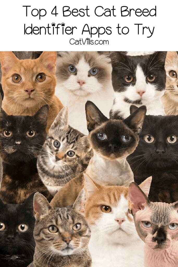 Best Cat Breed Identifier: 4 Apps You Should Try 3 Best Cat Breed Identifier: 4 Apps You Should Try