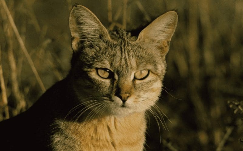 cute cat in africa