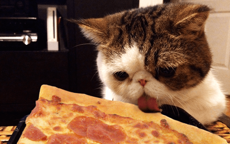 cat eating bacon on pizza