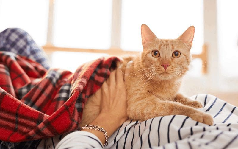 cat looking at owner