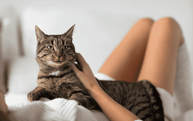cat resting on owner