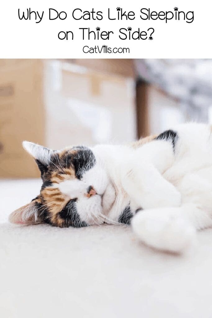 Why Do Your Cats Like to Sleep on Their Side? 5 Reasons