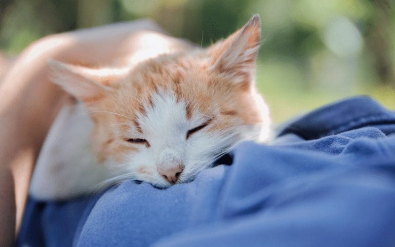 cat sleeping on chest