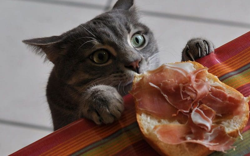 cat checking ham