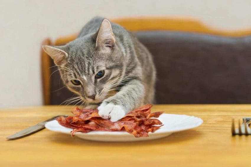 Can Cats Eat Bacon? Facts You Need To Know