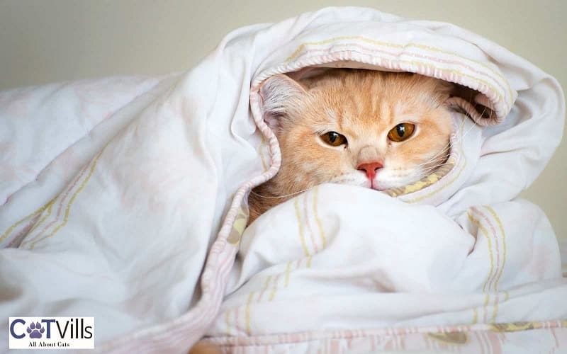 orange cat in blanket