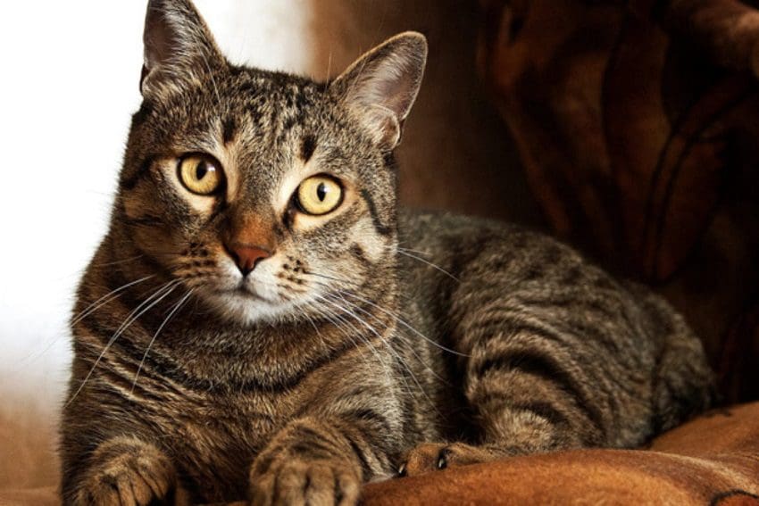 100 Terrific Tabby Cat Names for Your new Feline Friend