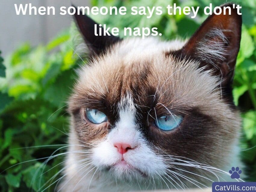 grumpy cat meme