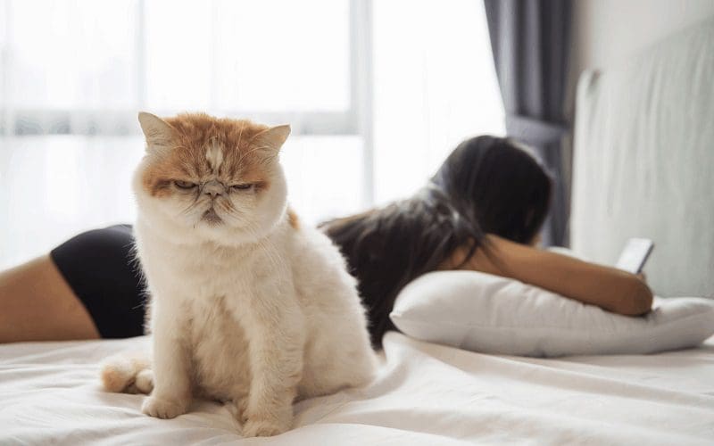 grumpy cat in the morning