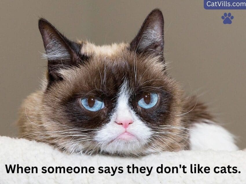 grumpy cat meme
