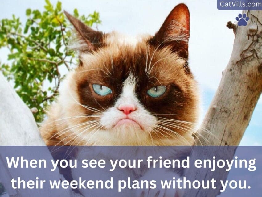 grumpy cat meme