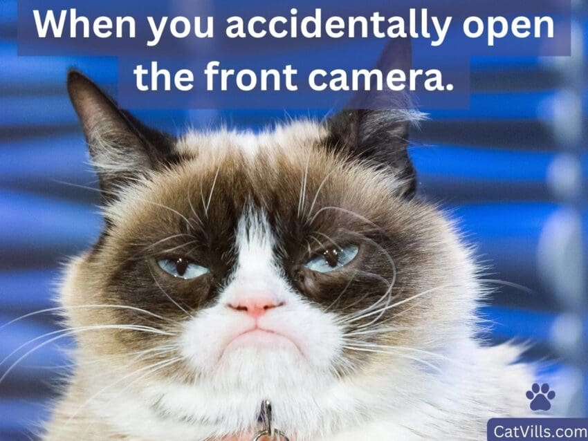 grumpy cat meme