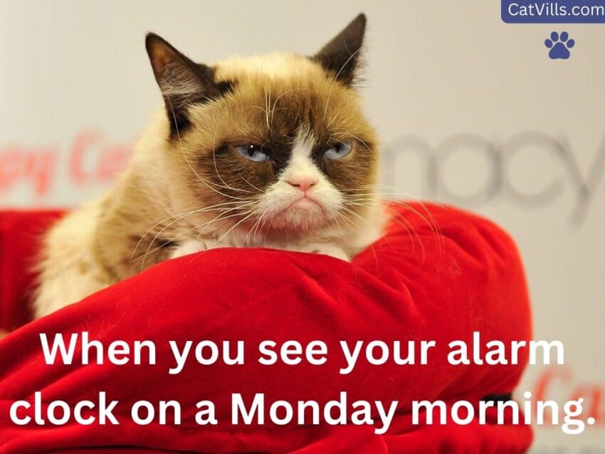 grumpy cat meme