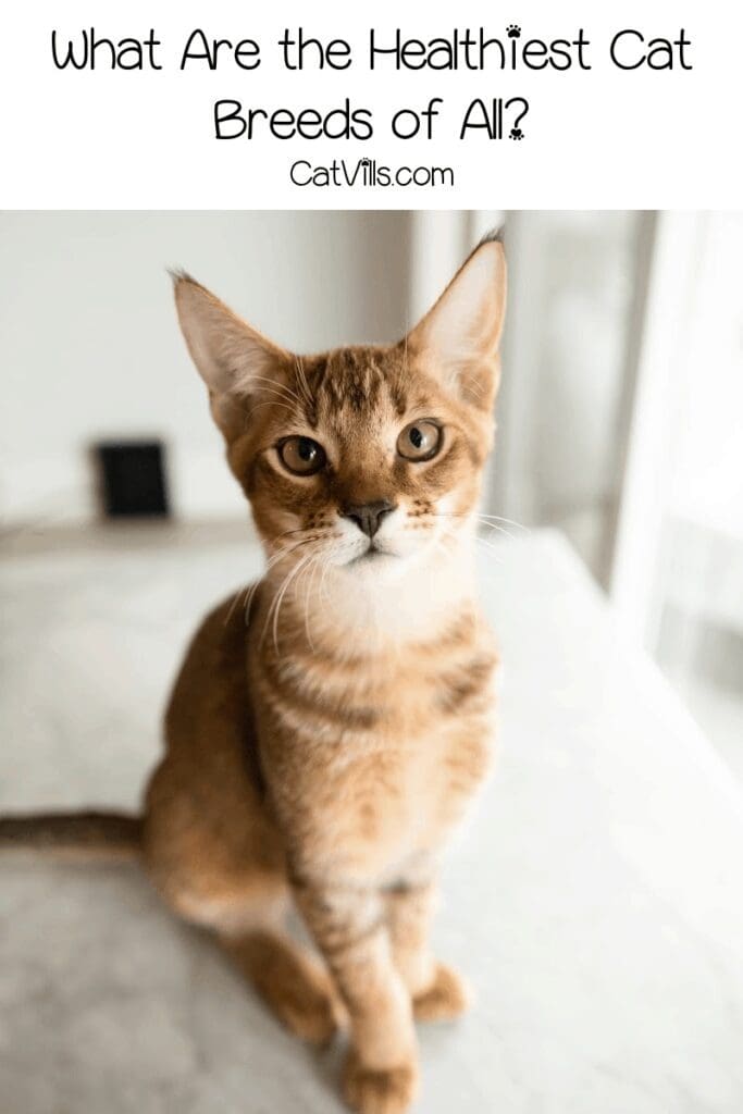 Revealing the Healthiest Cat Breed for a Long and Happy Life