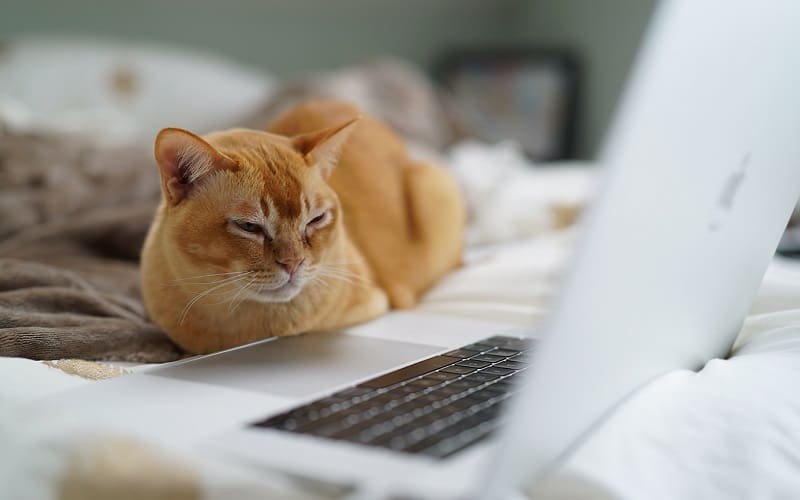 orange cat in front of laptop
