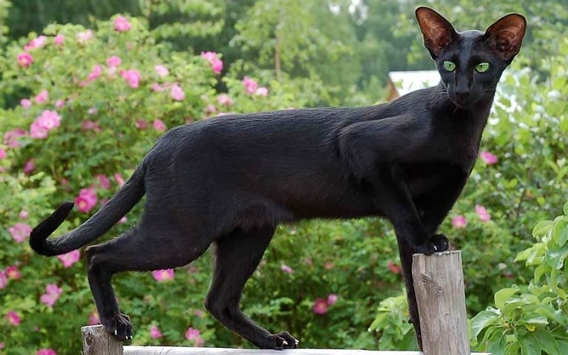 oriental shorthair cat breed