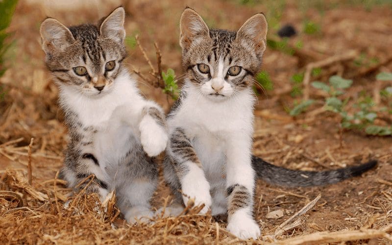 225 Brother and Sister Cat Names for Feline Siblings 5 brother and sister cats outside
