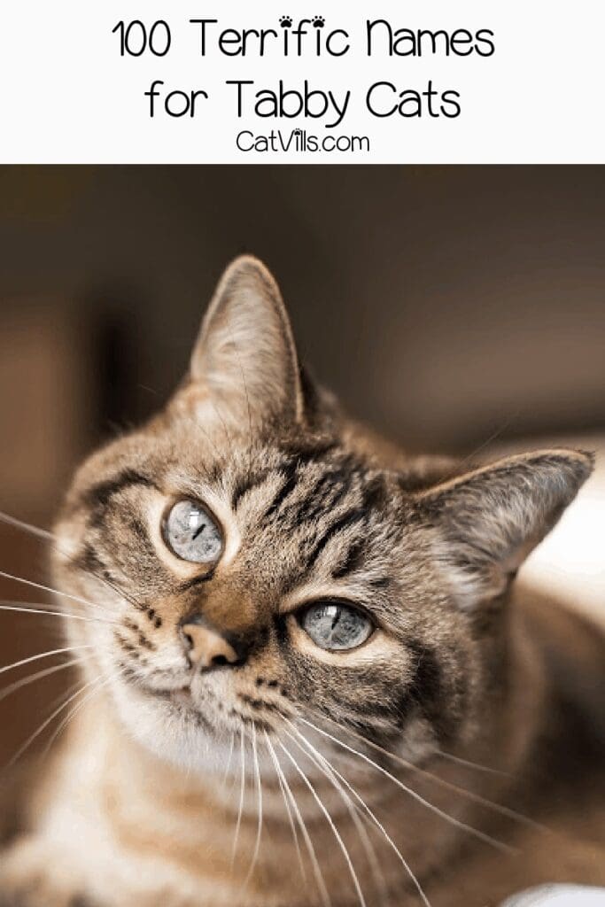 100 Terrific Tabby Cat Names for Your new Feline Friend