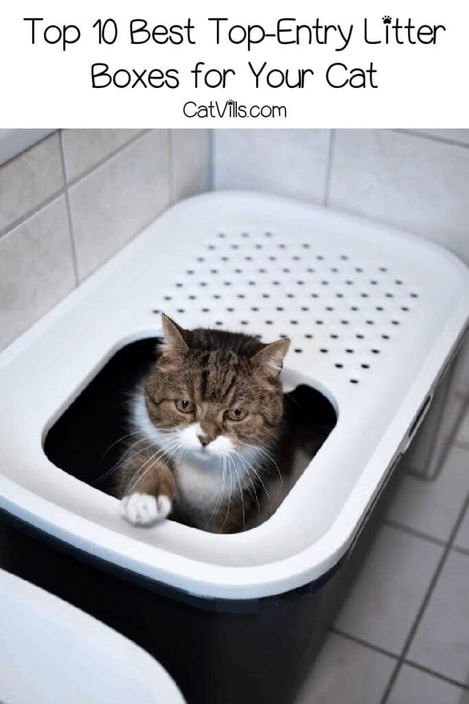 top entry litter box