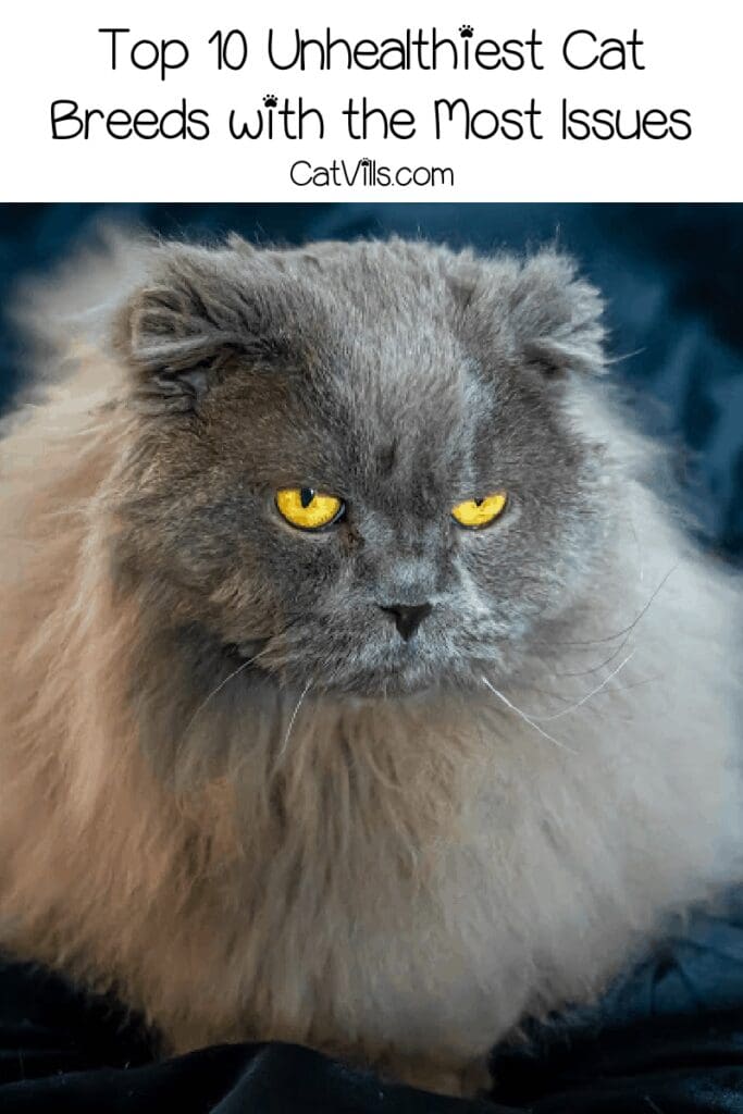 Unhealthiest Cat Breeds: 10 Felines With the Most Health Problems 12 Unhealthiest Cat Breeds: 10 Felines With the Most Health Problems
