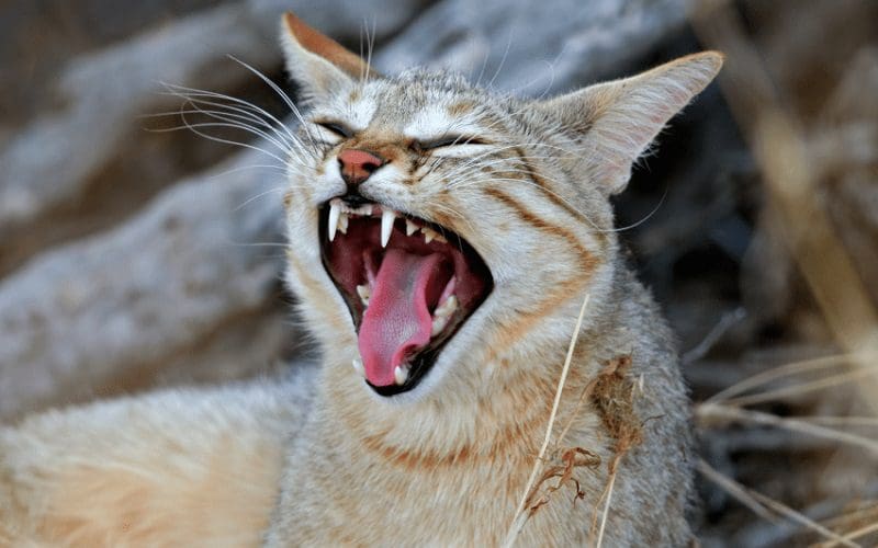 cat hissing