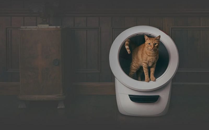 cat in litter robot 4