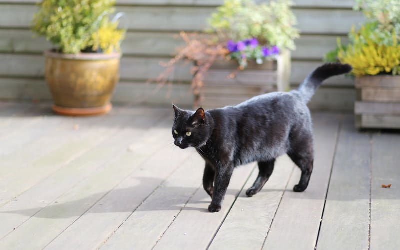 black cat turning brown