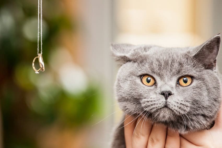 125 Lord of the Rings Cat Names Inspired by Middle-Earth