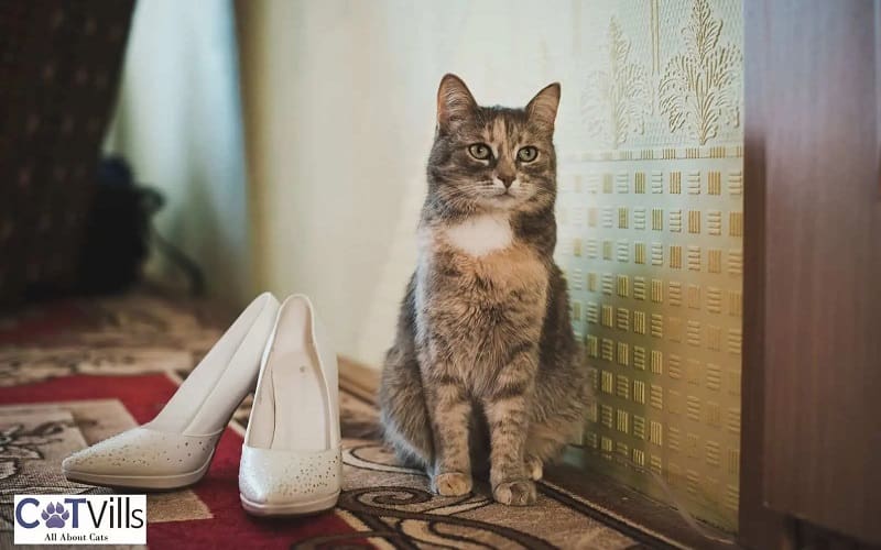 Why Does My Cat Lay on My Shoes? 4 reasons 1 cat beside a high heels shoes