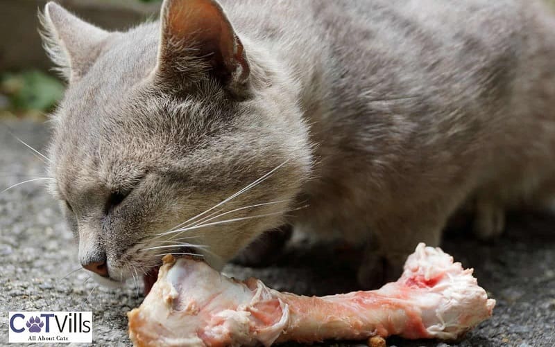 cat eating bone