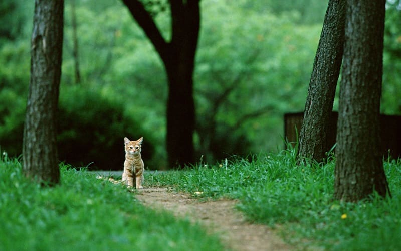 guard cat in forest