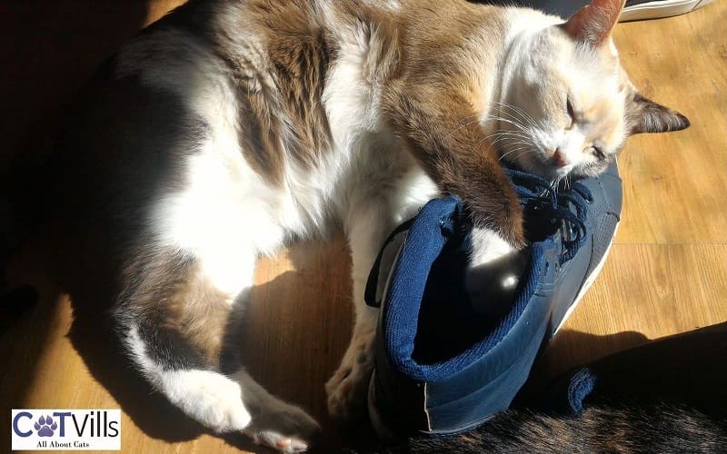 Why Does My Cat Lay on My Shoes? 4 reasons 4 cat sleeping on a shoe