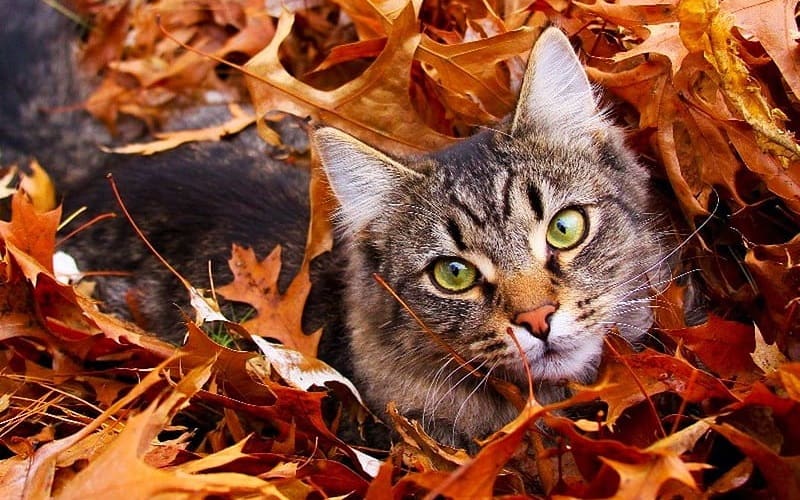105 Unique & Adorable Unisex Cat Names For Your Kitten 4 cat covered in leaves