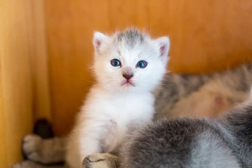 55 Sweet Cat Names from Movies to Inspire You