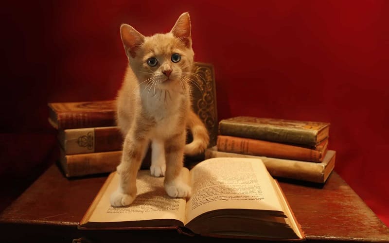 105 Unique & Adorable Unisex Cat Names For Your Kitten 5 cat and opened book